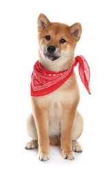 Photo of Cute Shiba Inu puppy with red bandana on white background