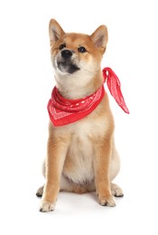 Photo of Cute Shiba Inu puppy with red bandana on white background