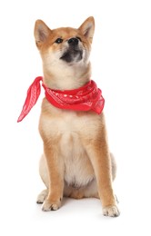 Photo of Cute Shiba Inu puppy with red bandana on white background