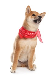 Photo of Cute Shiba Inu puppy with red bandana on white background