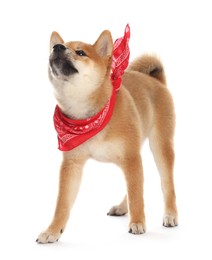 Photo of Cute Shiba Inu puppy with red bandana on white background