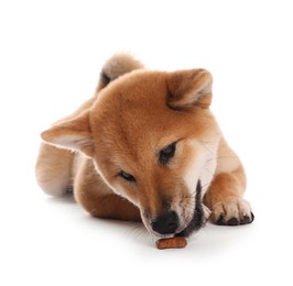 Photo of Cute Shiba Inu puppy eating pet treat on white background