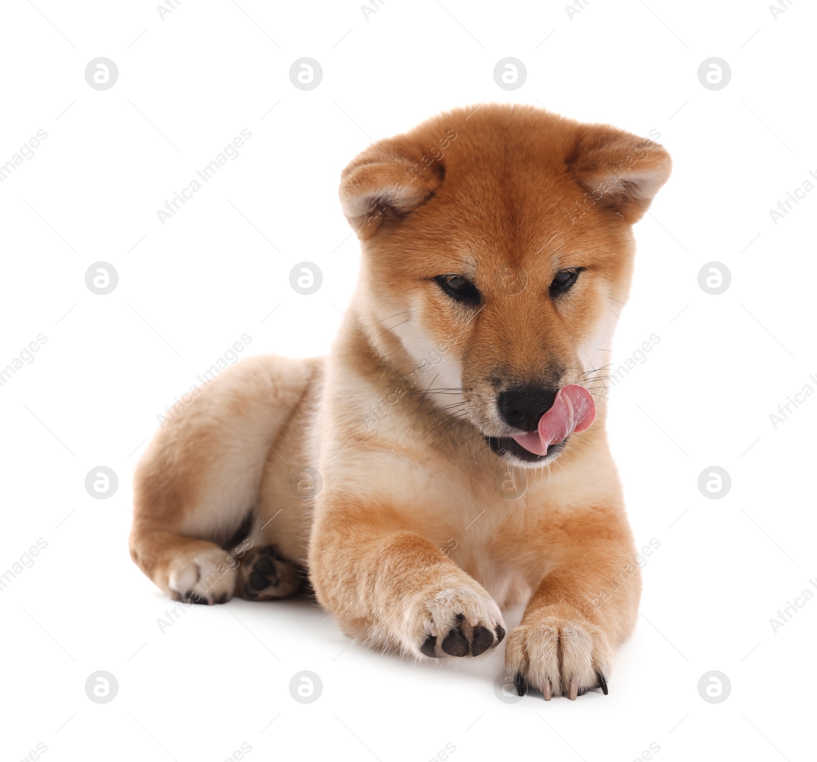 Cute Shiba Inu puppy on white background Photo of Cute Shiba Inu puppy on white background
