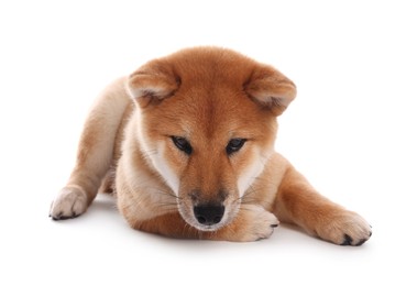 Photo of Cute Shiba Inu puppy on white background