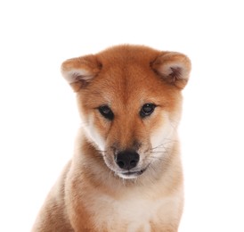 Photo of Cute Shiba Inu puppy on white background
