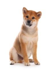 Photo of Cute Shiba Inu puppy on white background