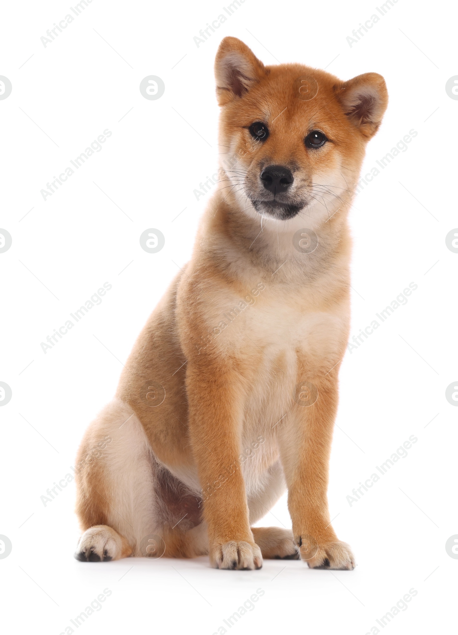 Cute Shiba Inu puppy on white background Photo of Cute Shiba Inu puppy on white background