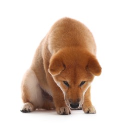 Photo of Cute Shiba Inu puppy on white background
