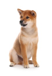 Photo of Cute Shiba Inu puppy on white background