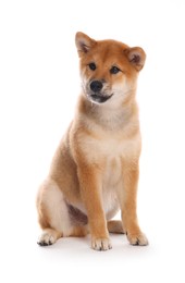 Photo of Cute Shiba Inu puppy on white background