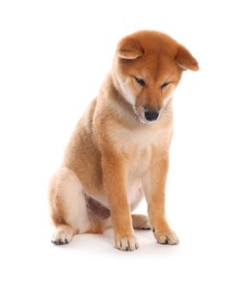 Photo of Cute Shiba Inu puppy on white background