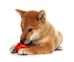 Photo of Cute Shiba Inu puppy playing with ball on white background