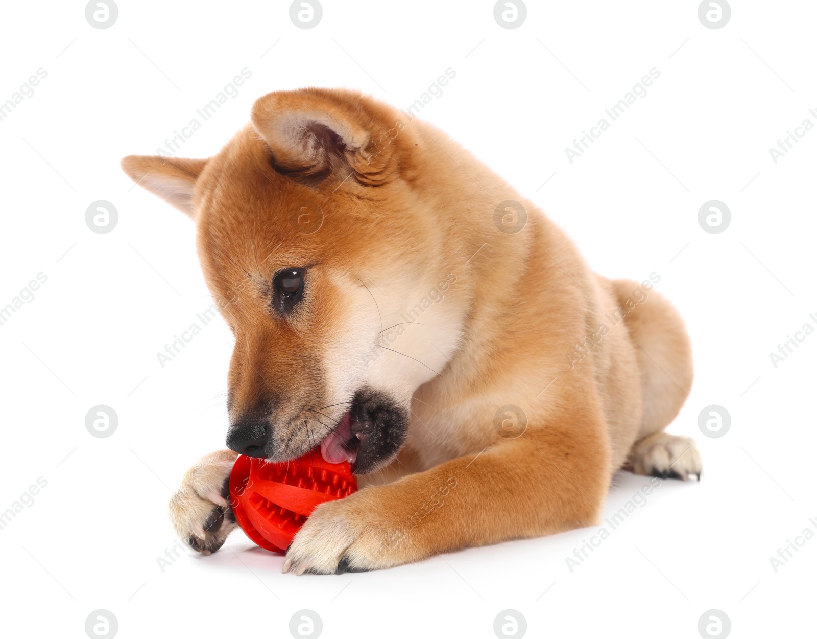 Cute Shiba Inu puppy playing with ball on white background Photo of Cute Shiba Inu puppy playing with ball on white background