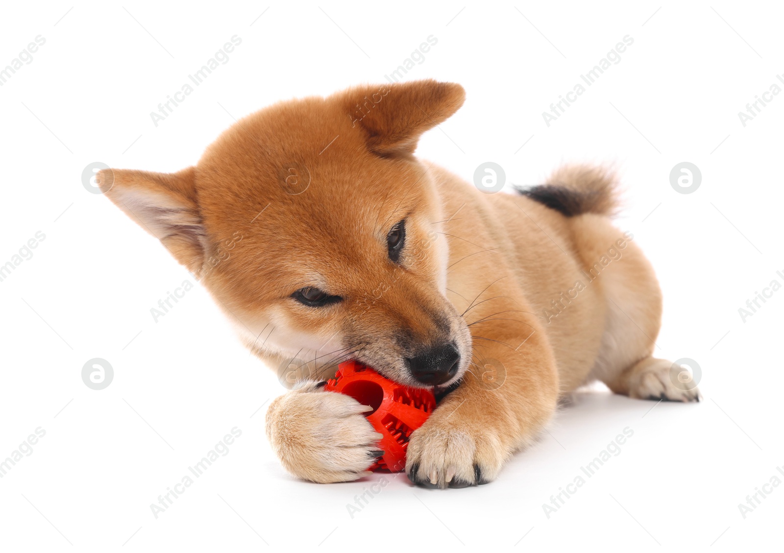 Photo of Cute Shiba Inu puppy playing with ball on white background