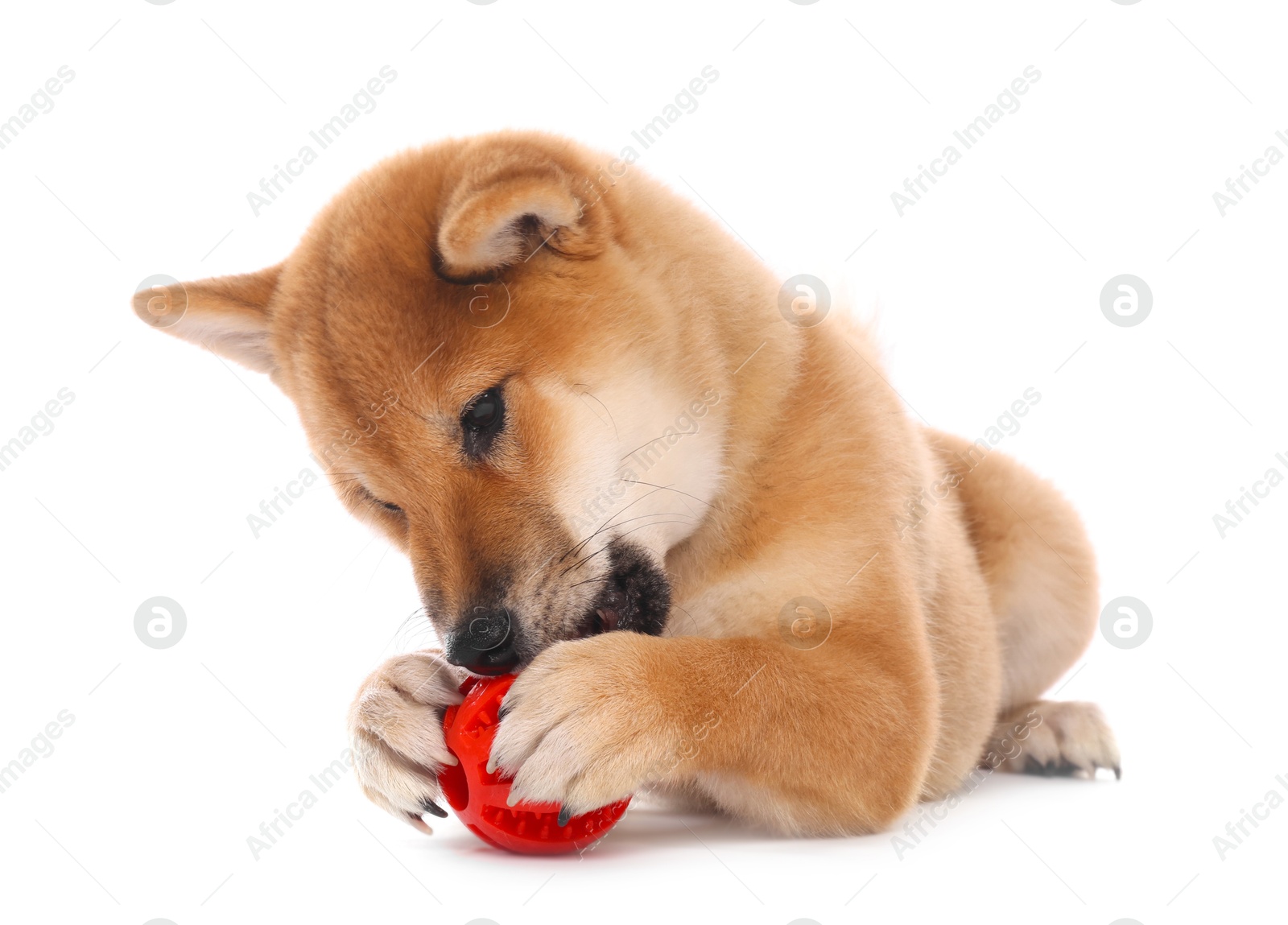 Photo of Cute Shiba Inu puppy playing with ball on white background