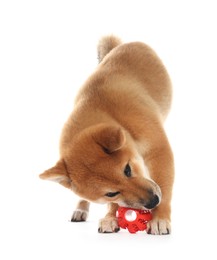 Photo of Cute Shiba Inu puppy playing with ball on white background