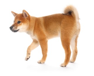 Photo of Cute Shiba Inu puppy on white background
