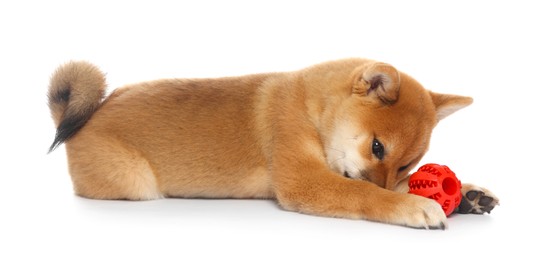 Photo of Cute Shiba Inu puppy playing with ball on white background