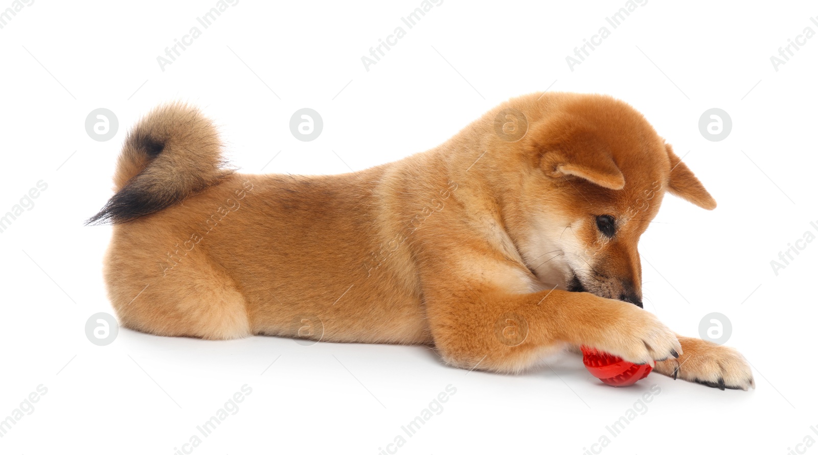 Cute Shiba Inu puppy playing with ball on white background Photo of Cute Shiba Inu puppy playing with ball on white background