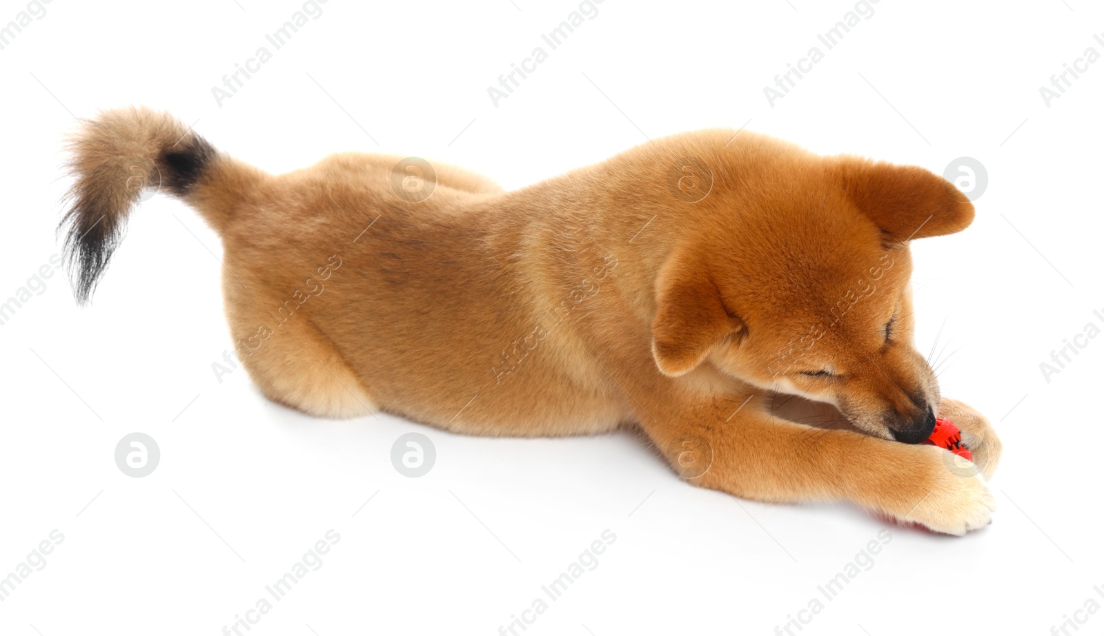 Cute Shiba Inu puppy playing with ball on white background Photo of Cute Shiba Inu puppy playing with ball on white background