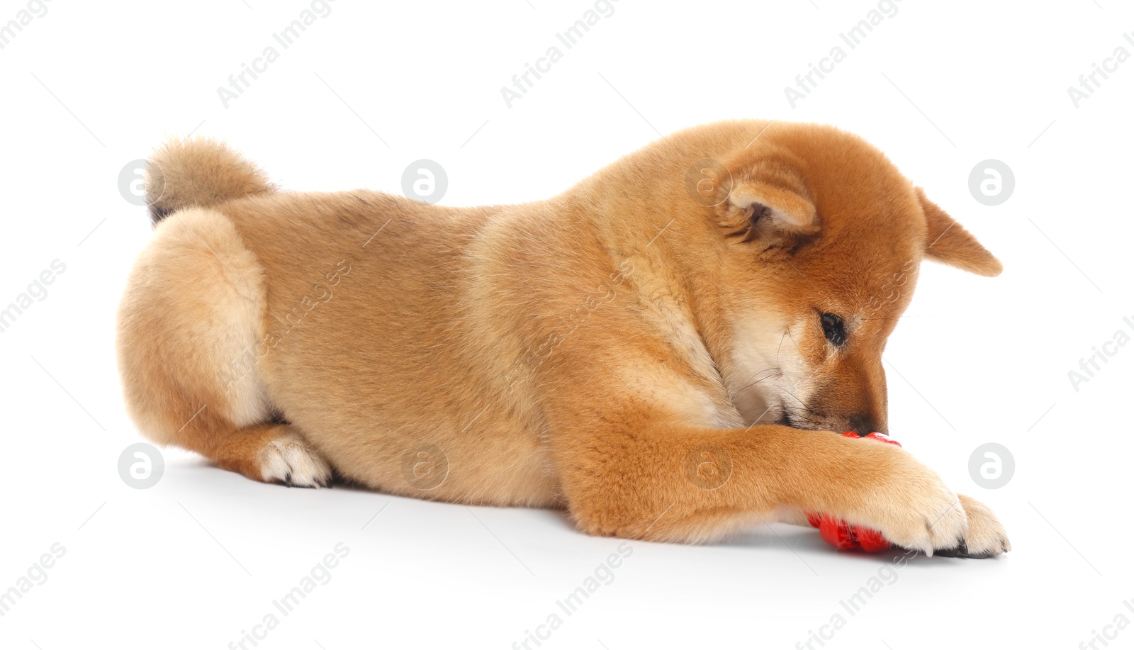 Photo of Cute Shiba Inu puppy playing with ball on white background