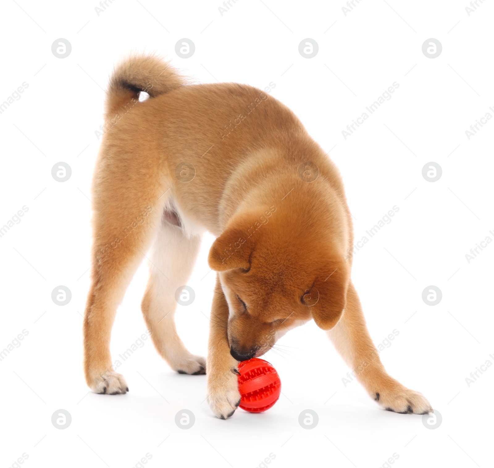 Cute Shiba Inu puppy playing with ball on white background Photo of Cute Shiba Inu puppy playing with ball on white background
