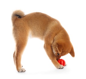 Photo of Cute Shiba Inu puppy playing with ball on white background