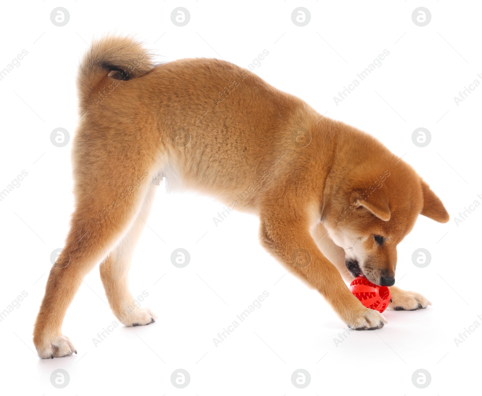 Cute Shiba Inu puppy playing with ball on white background Photo of Cute Shiba Inu puppy playing with ball on white background