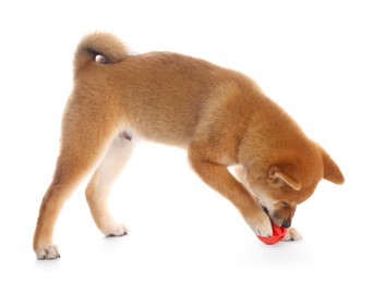 Photo of Cute Shiba Inu puppy playing with ball on white background