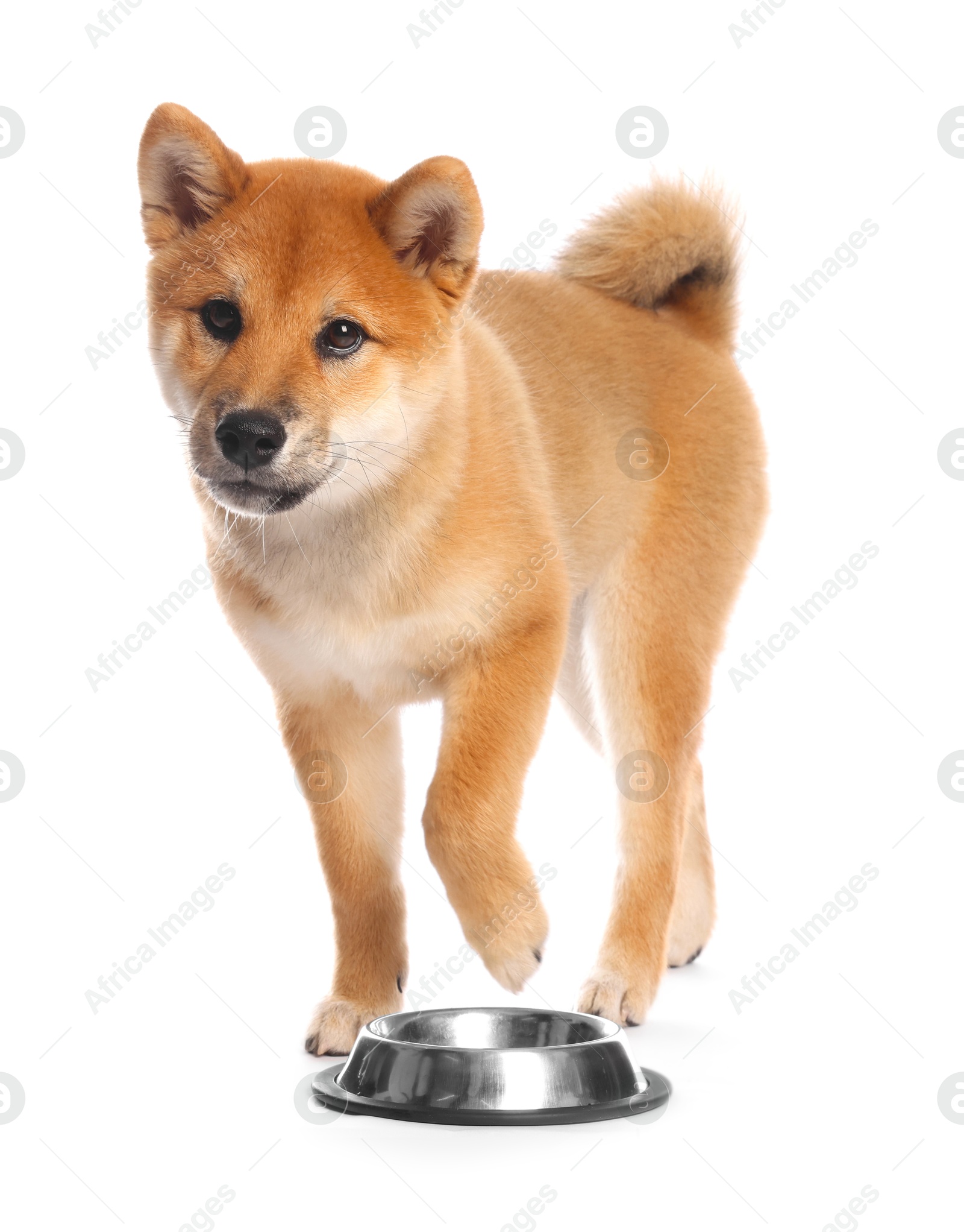 Photo of Cute Shiba Inu puppy with feeding bowl on white background