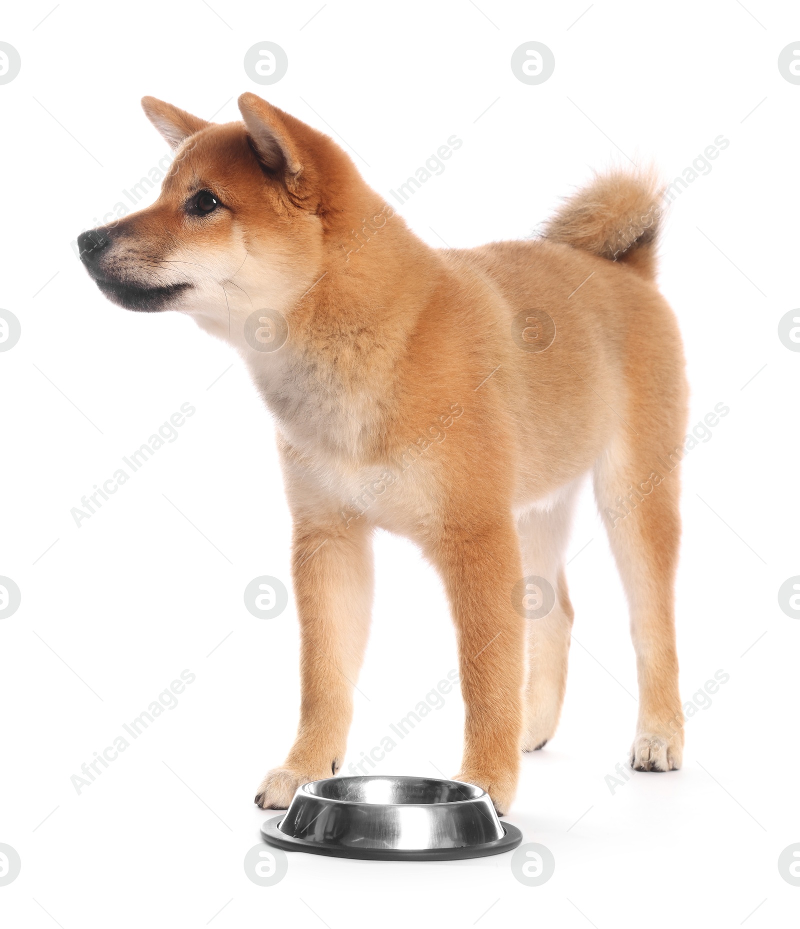 Photo of Cute Shiba Inu puppy with feeding bowl on white background