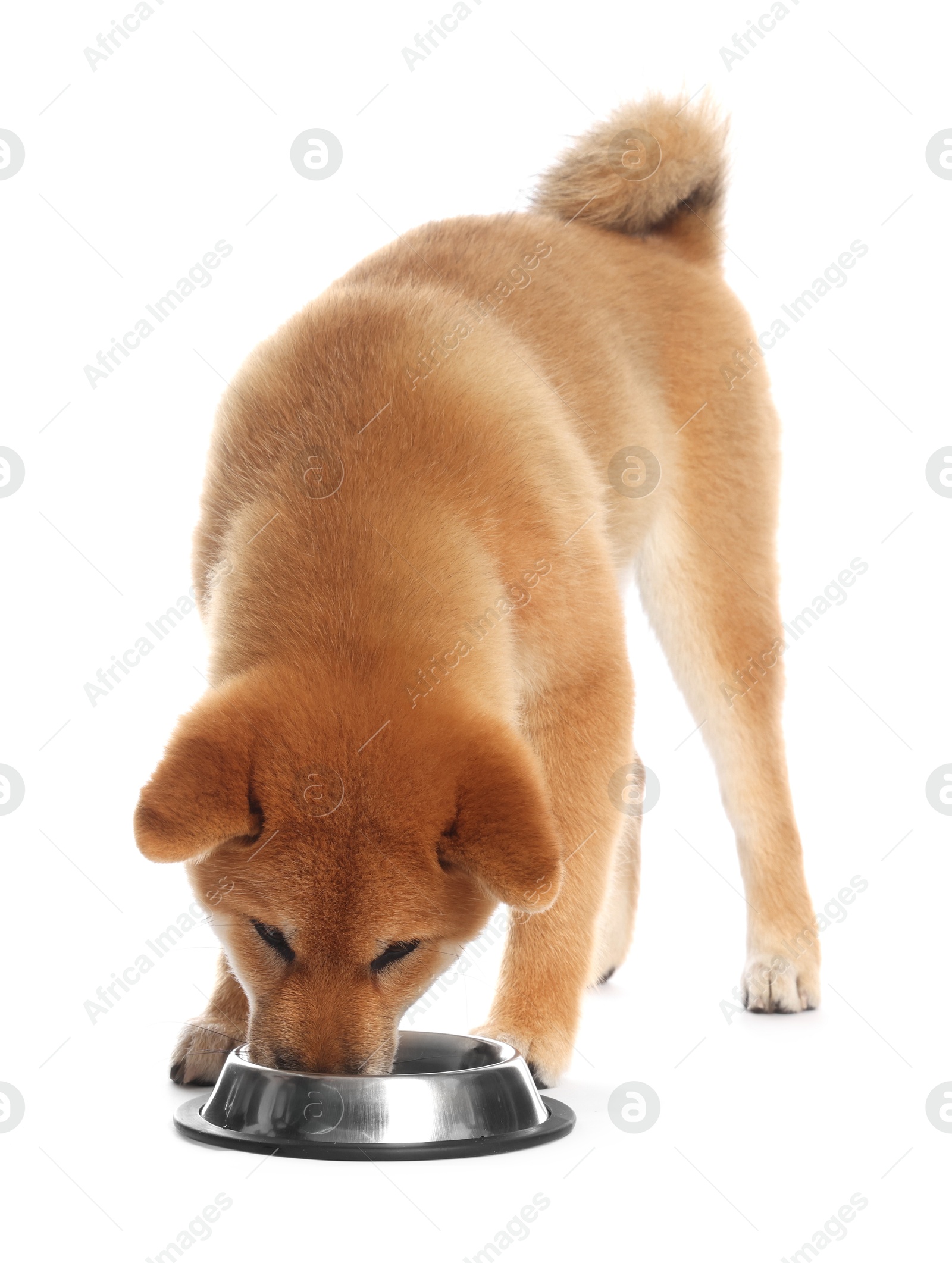 Photo of Cute Shiba Inu puppy eating dog food from feeding bowl on white background