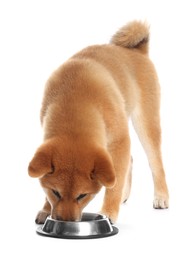 Photo of Cute Shiba Inu puppy eating dog food from feeding bowl on white background