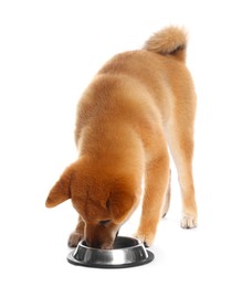 Photo of Cute Shiba Inu puppy eating dog food from feeding bowl on white background