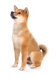 Photo of Cute Shiba Inu puppy on white background