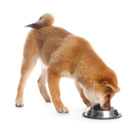 Photo of Cute Shiba Inu puppy eating dog food from feeding bowl on white background