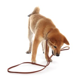 Photo of Cute Shiba Inu puppy with leash on white background