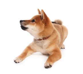 Photo of Cute Shiba Inu puppy with collar on white background