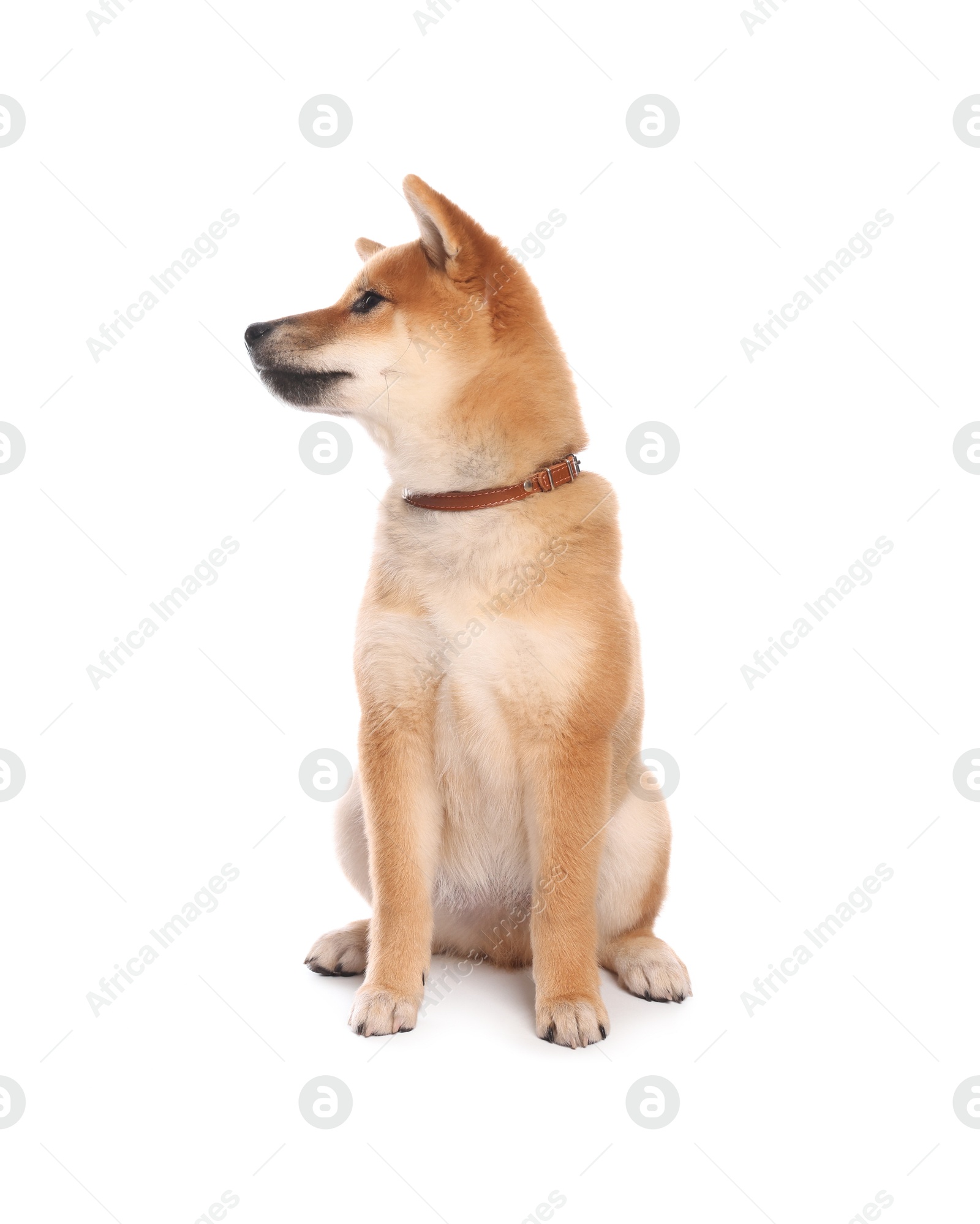 Cute Shiba Inu puppy with collar on white background Photo of Cute Shiba Inu puppy with collar on white background