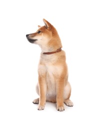 Photo of Cute Shiba Inu puppy with collar on white background