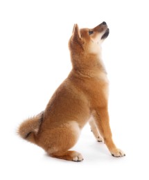 Photo of Cute Shiba Inu puppy on white background