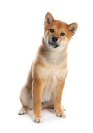Photo of Cute Shiba Inu puppy on white background