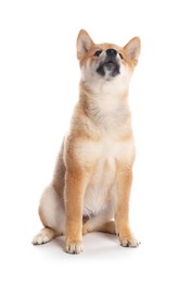 Photo of Cute Shiba Inu puppy on white background