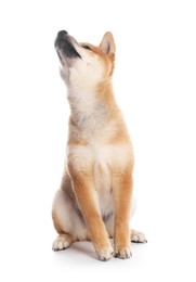 Photo of Cute Shiba Inu puppy on white background