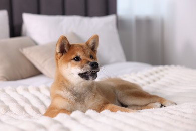 Photo of Cute Shiba Inu puppy lying on bed at home