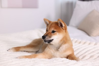 Photo of Cute Shiba Inu puppy lying on bed at home