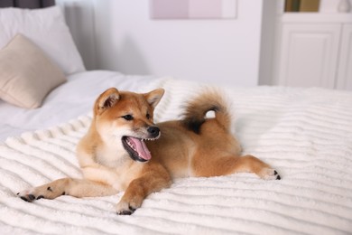 Photo of Cute Shiba Inu puppy lying on bed at home