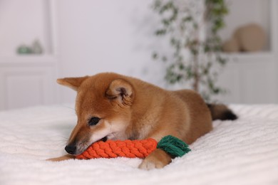 Photo of Cute Shiba Inu puppy playing with toy on bed at home