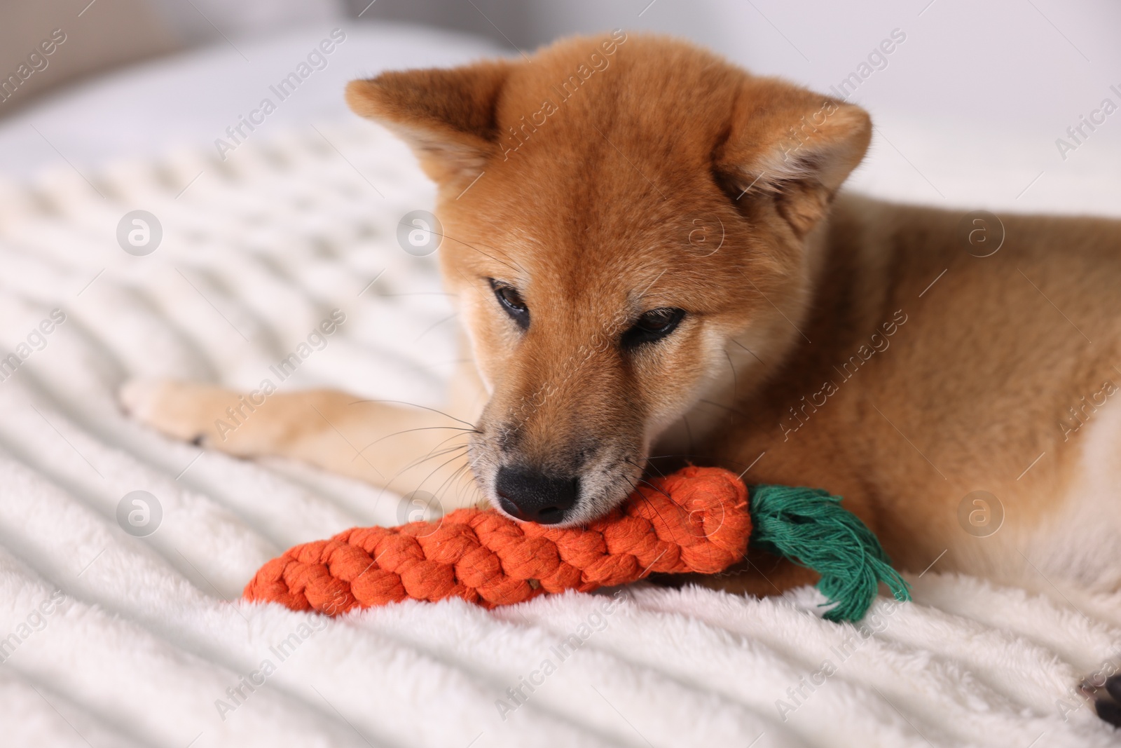Photo of Cute Shiba Inu puppy playing with toy on bed at home