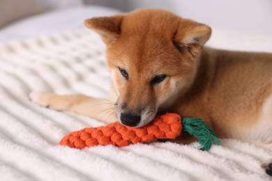 Photo of Cute Shiba Inu puppy playing with toy on bed at home